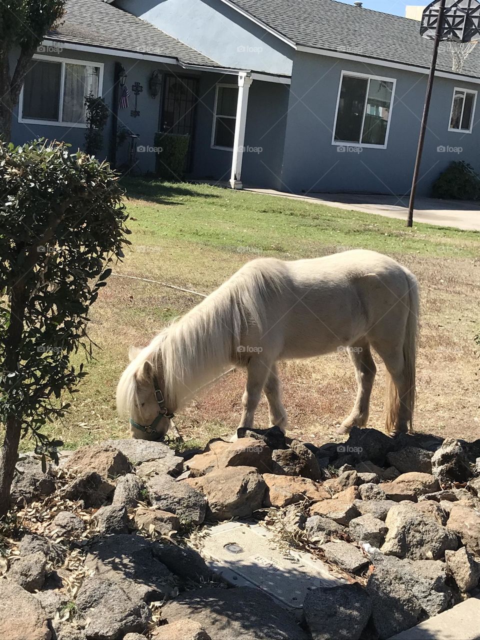 A pony gazing in front of the house.