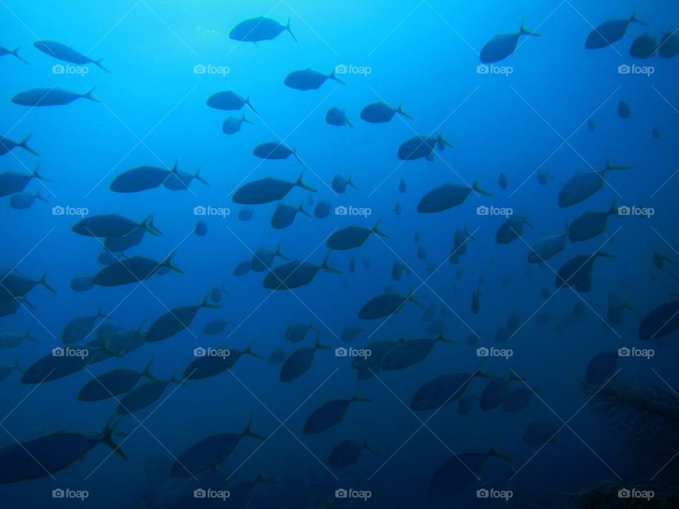 Fish freeway. Shot scuba dive off Key Largo Florida