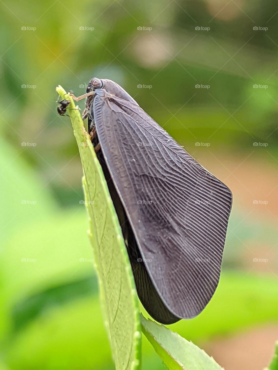 passionvine hopper butterfly perched on a green leaf