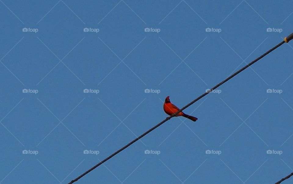 Bird on a wire . Red Cardinal bird on a wire with the blue sky as a backdrop.  Photo taken in Oklahoma.