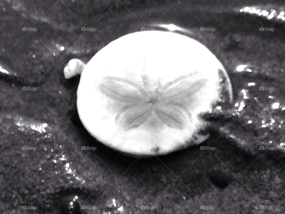 Sand dollar