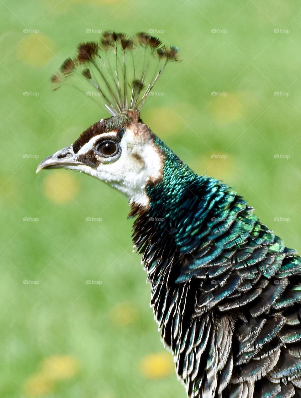 Peacock with its feathers ruffled