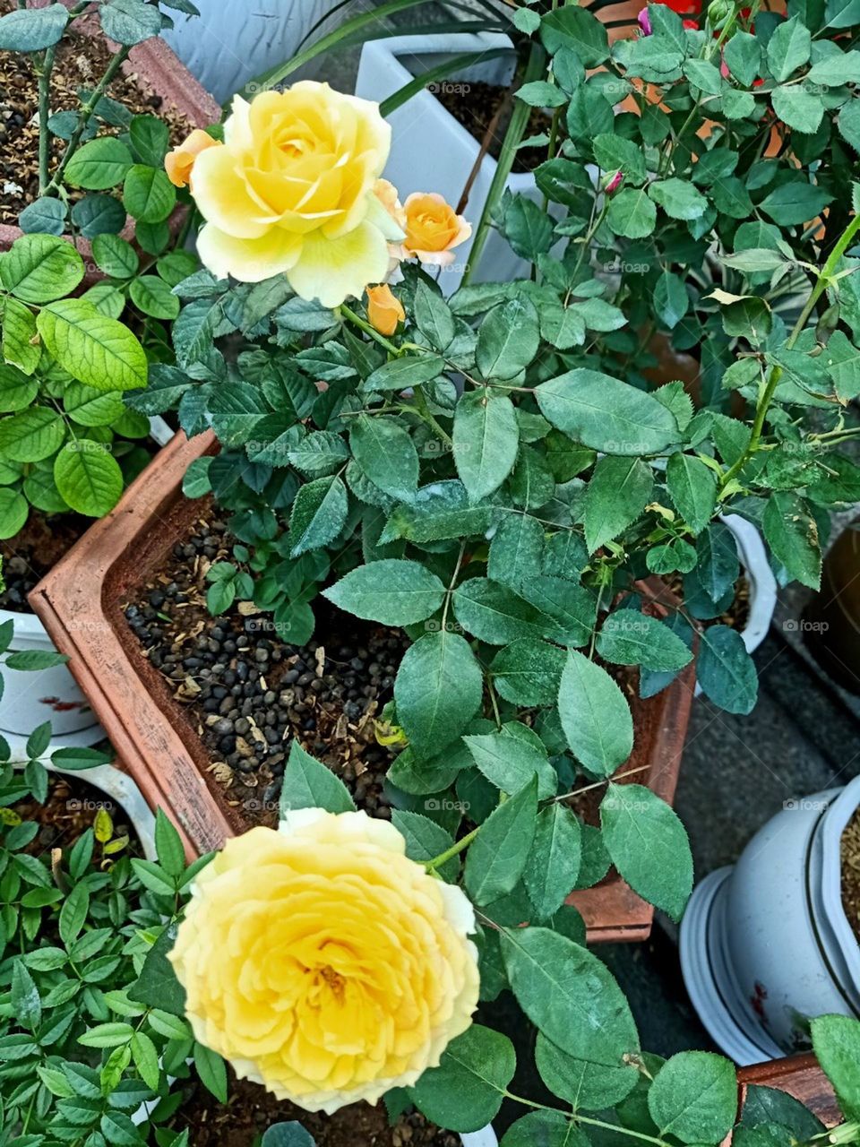 Đua nhau khoe sắc.