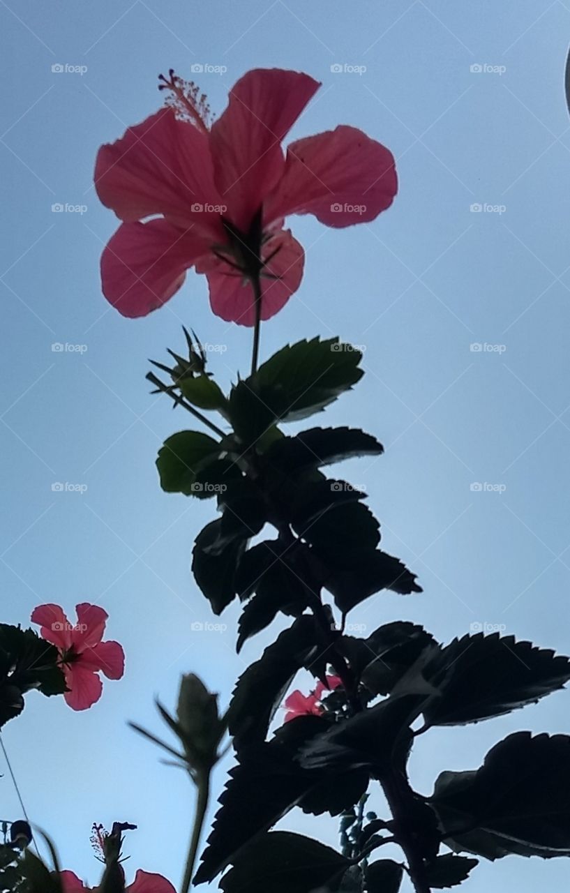 Hibiscus