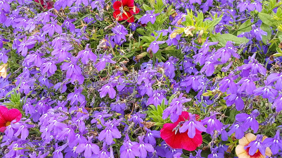 A bed of purple flowers