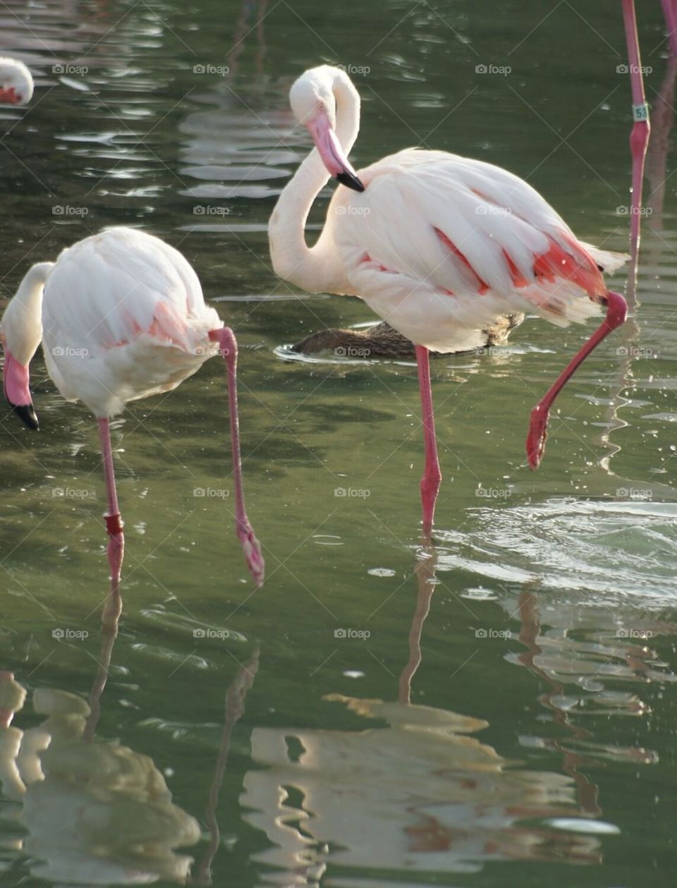 Flamingos