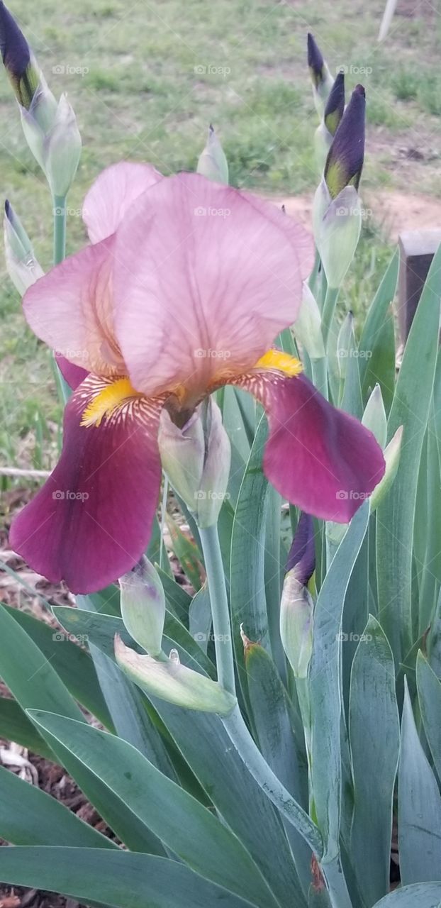 purple iris in bloom up close