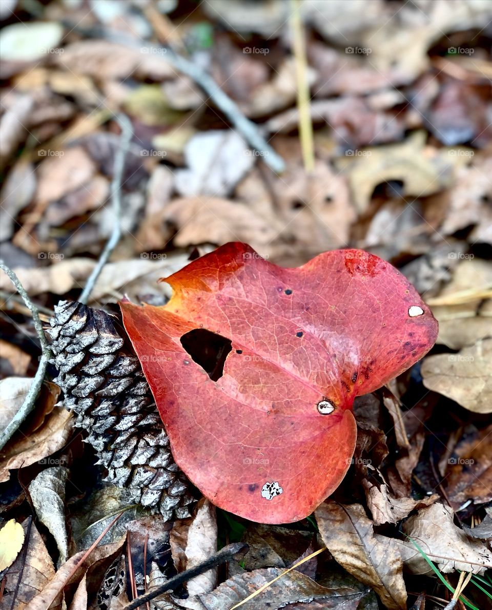 Colorful fallen leaf and pine cone