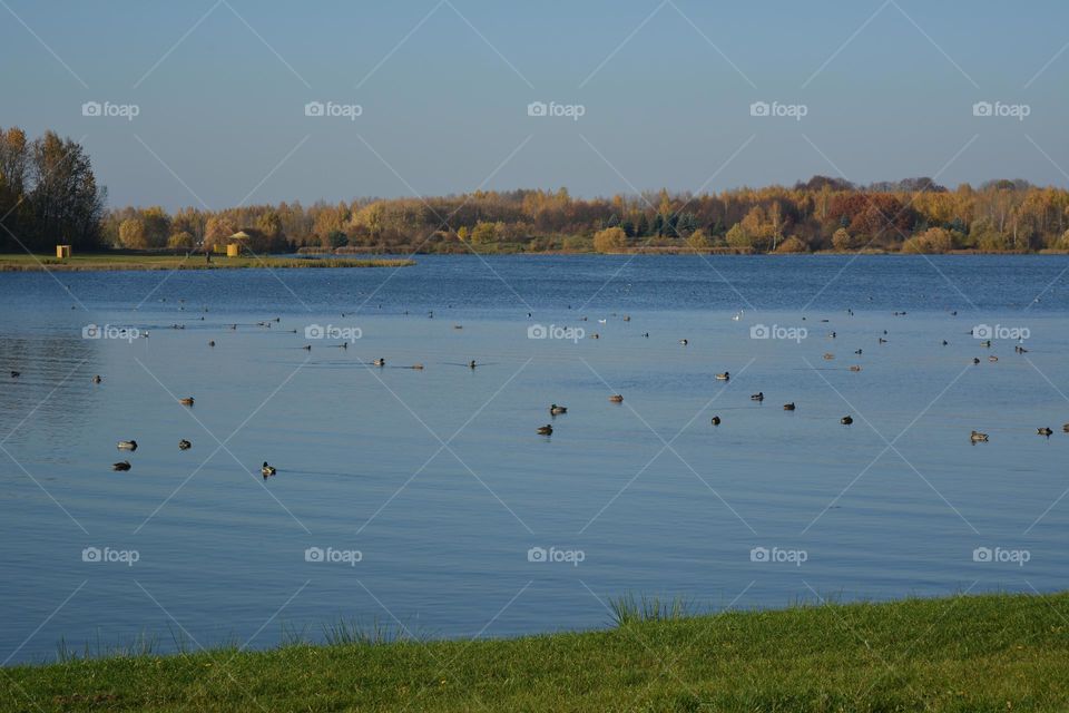 autumn landscape birds on lake