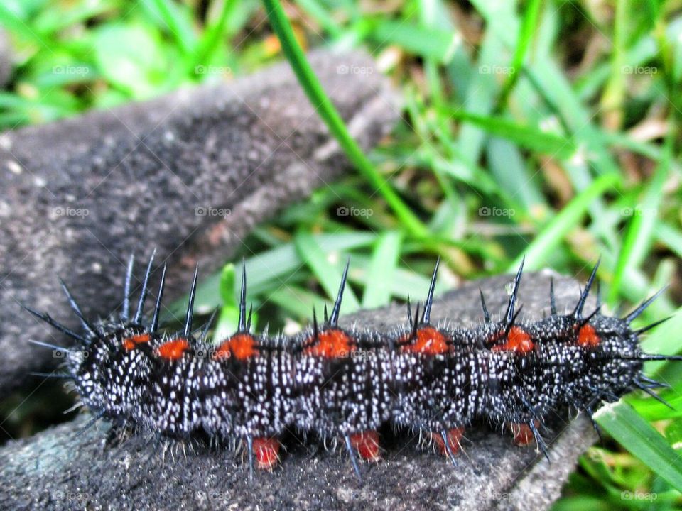 caterpillar 