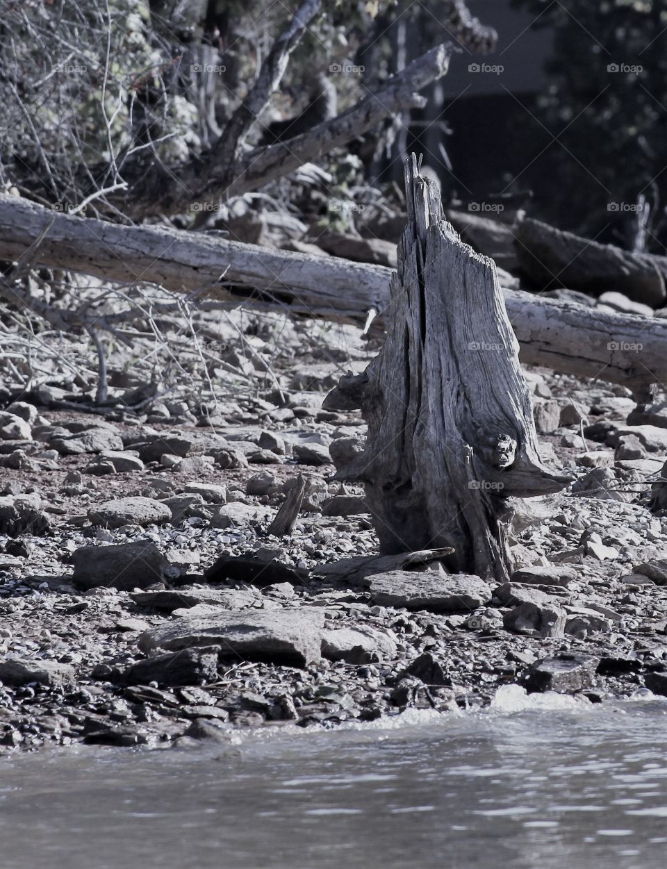 black and white driftwood.  man in robe.