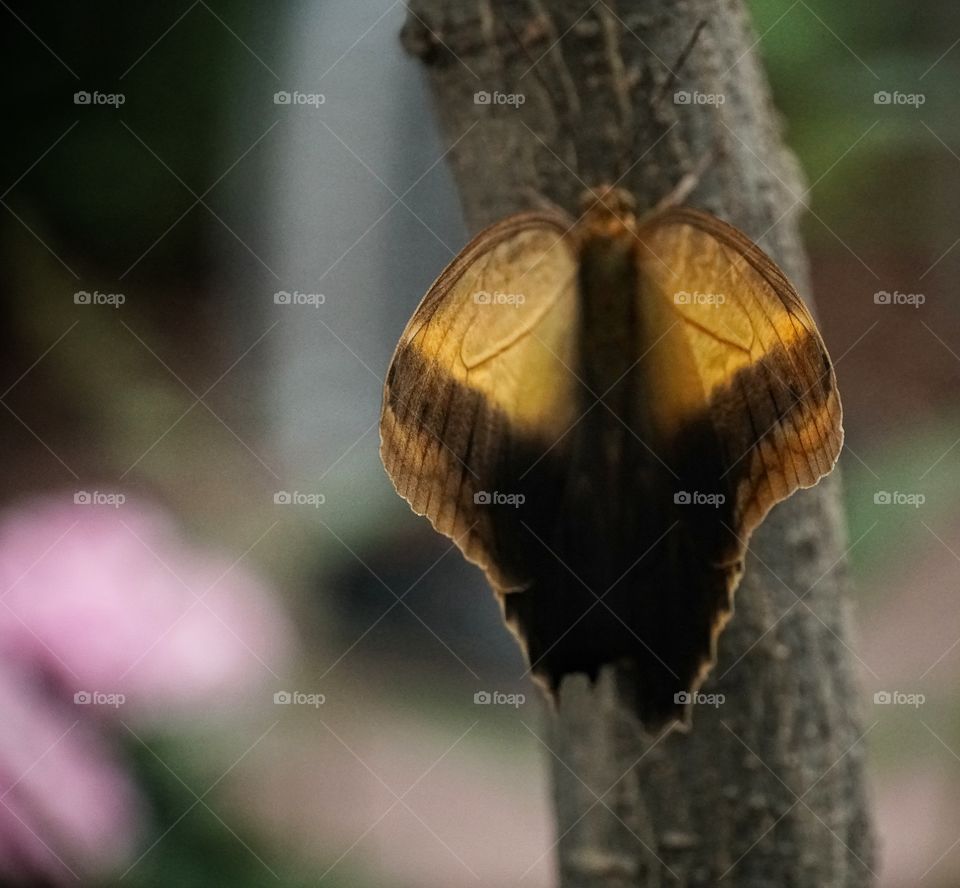 Butterfly Expo  - Antipa Museum/Bucharest