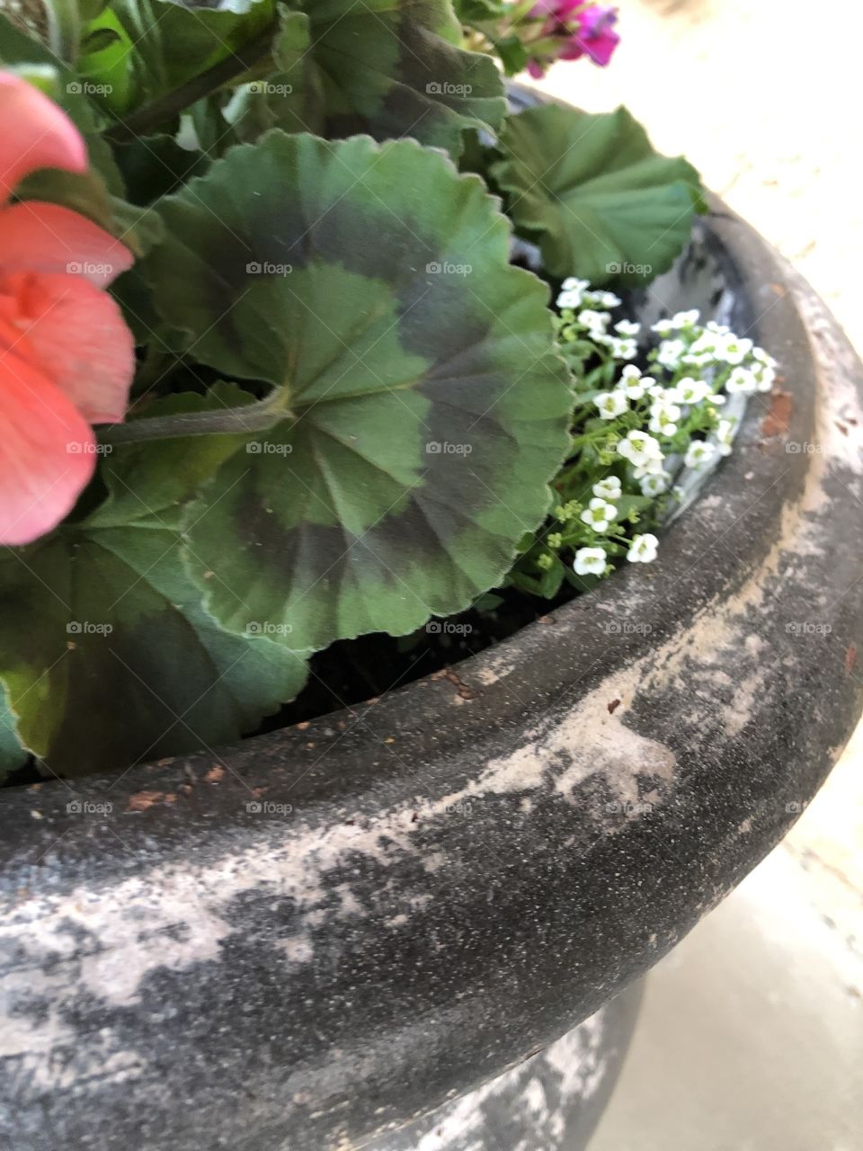 Tiny white flowers peaking out in rustic planter