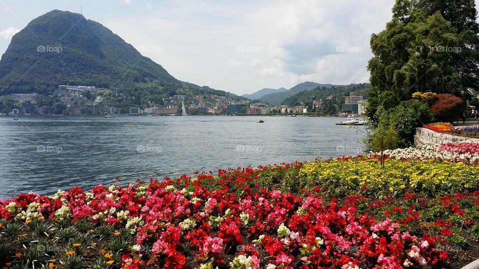 Multi coloured flowers near lake