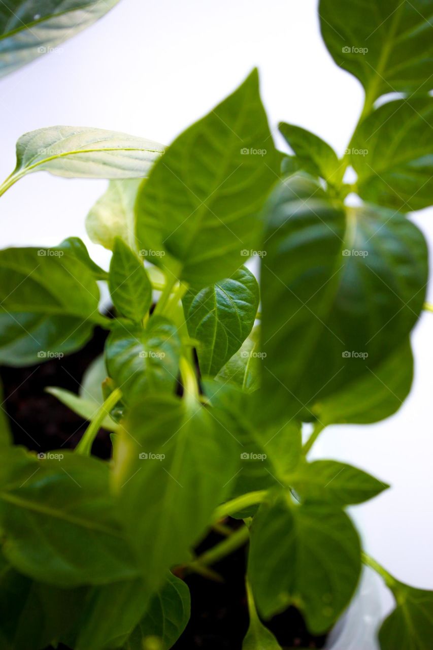 Development of new green life. 