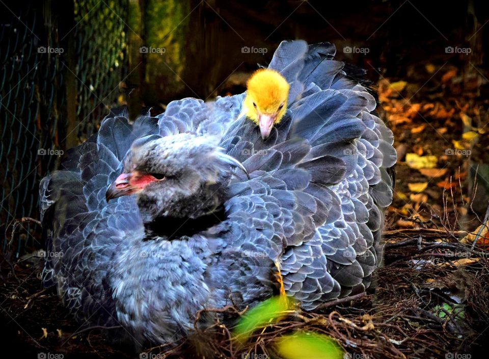 beautiful grey blue mother bird with yellow chick on her back between her feathers