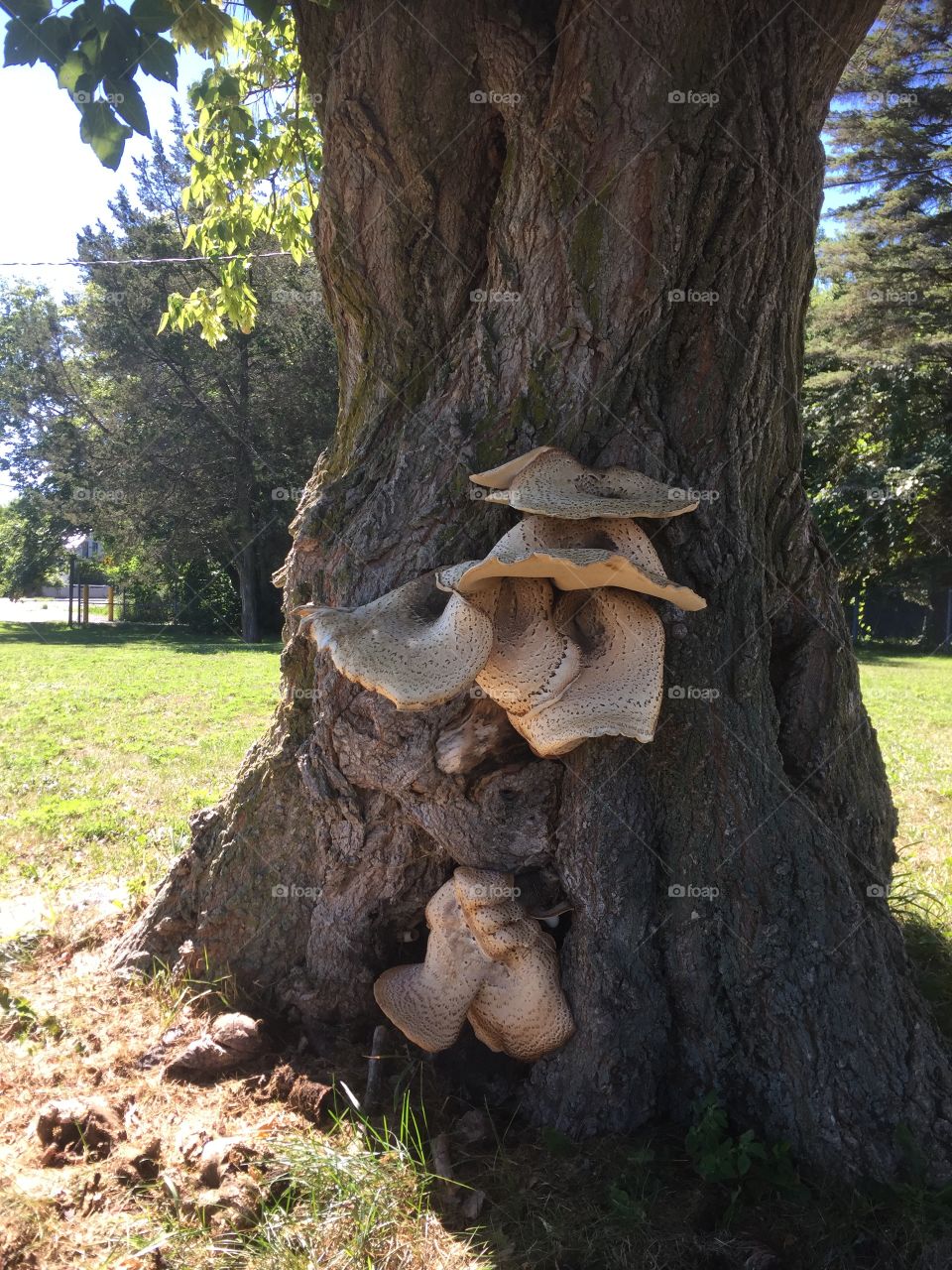 Big mushrooms on a big tree by sunny day