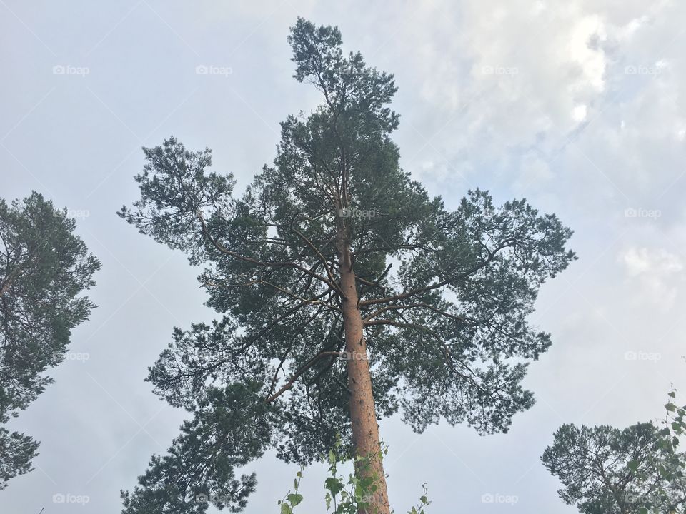 Tall tree from below with clouds