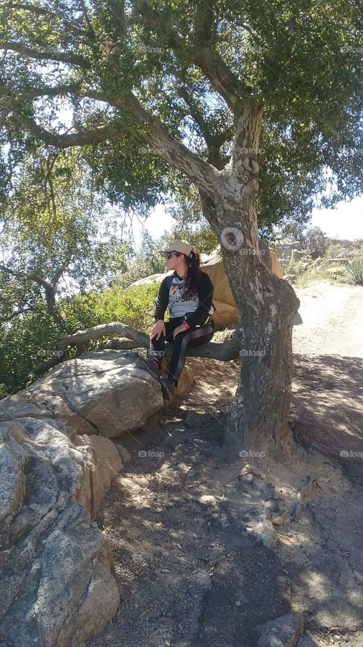 Tree, Nature, Wood, Outdoors, Environment