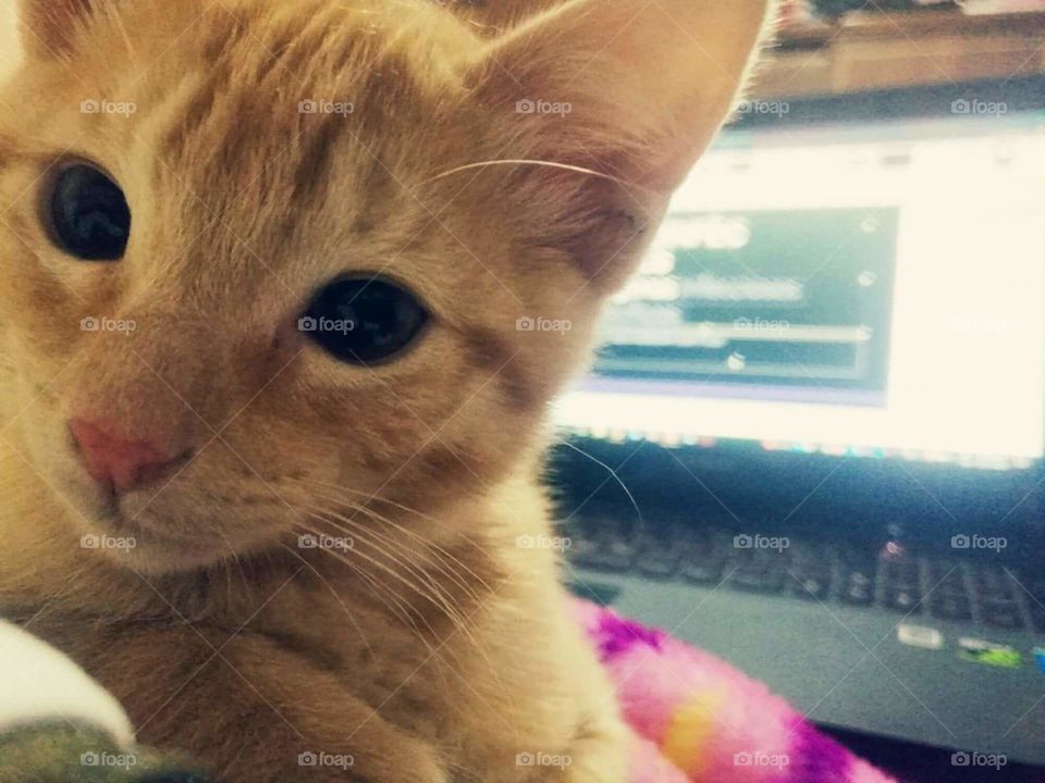 Job cat study. Never alone. Love cat. Lenovo