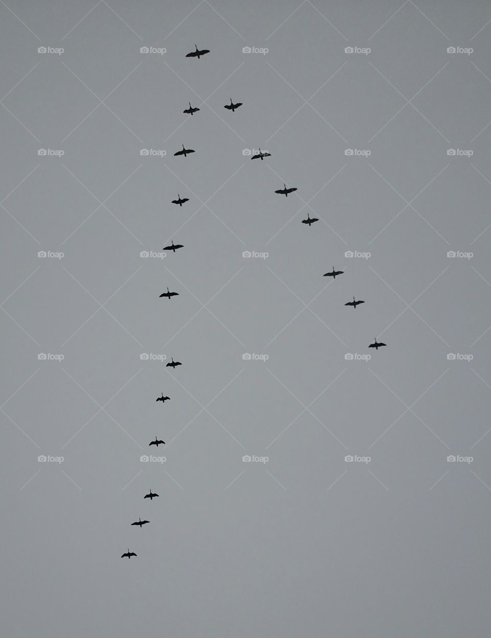 Canadian Geese Flyover