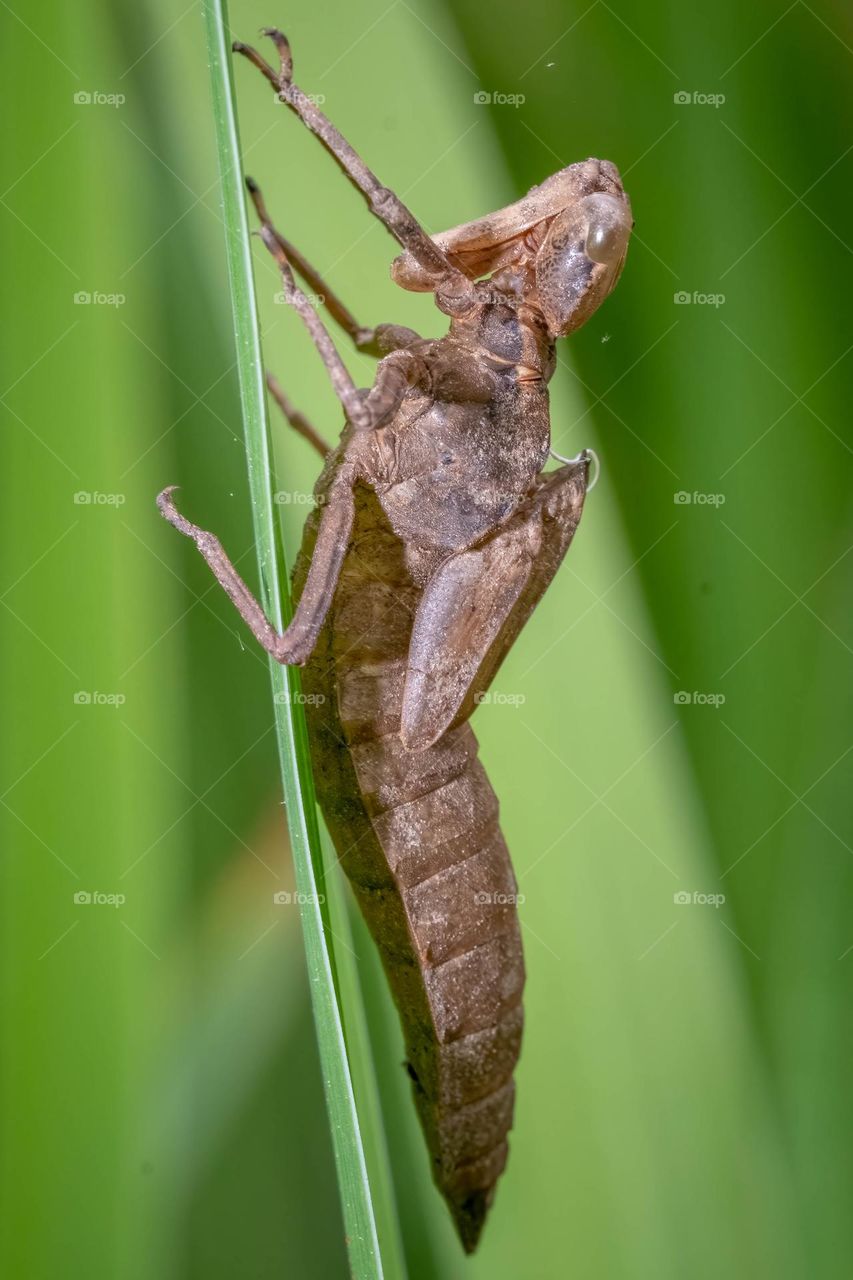 A darner, or large dragonfly, leaves behind it’s larval exoskeleton, or exuviae. 