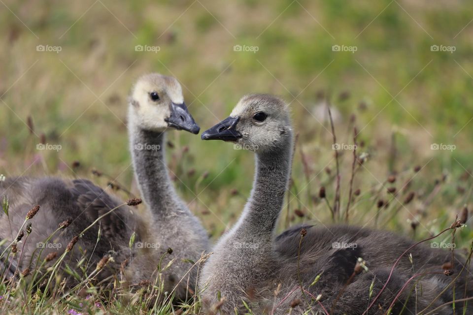 Goslings have grown 