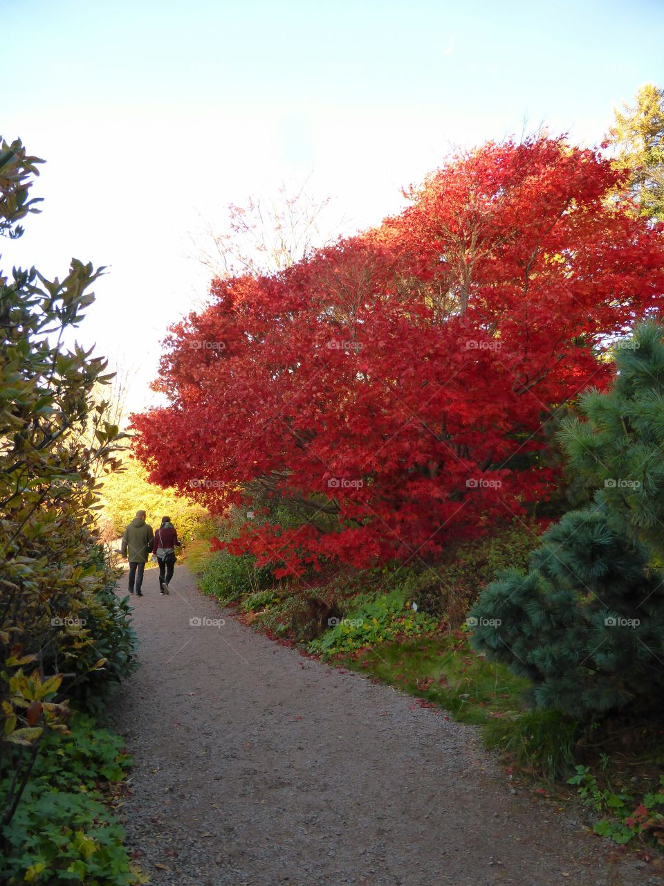 red maple leafs