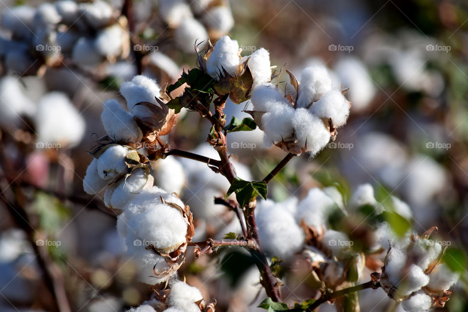 Cotton field