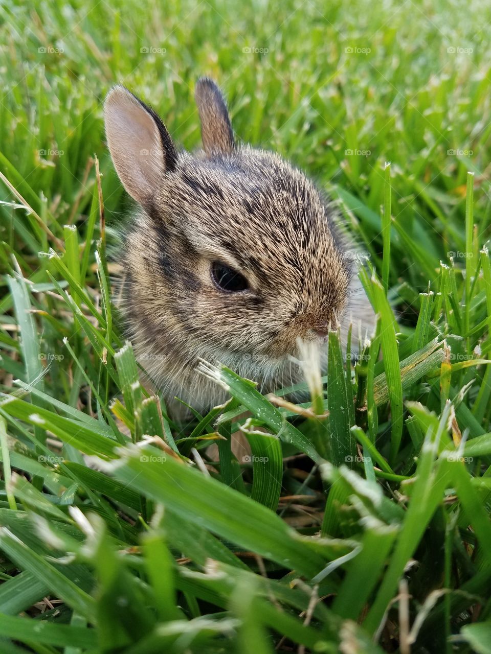 cute baby bunny in the grass