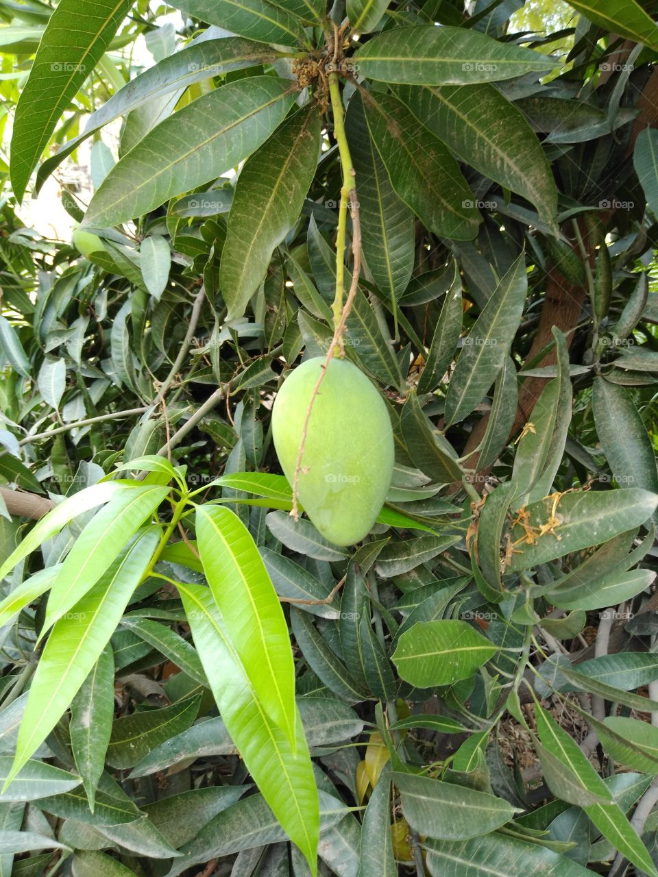 green mango on the tree