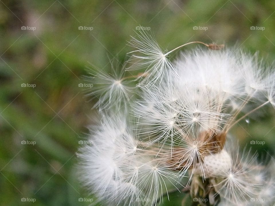 spring wind