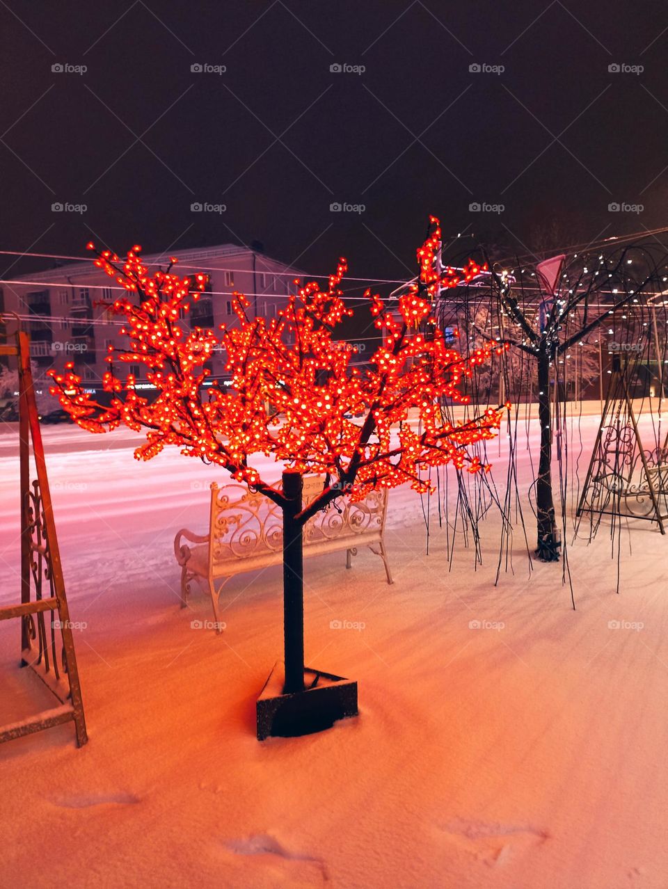 Mahogany tree in the snow