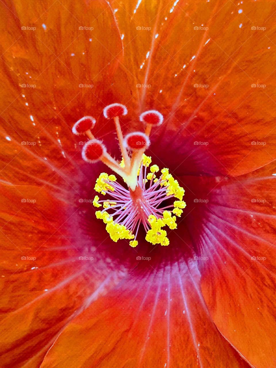 a red beautiful hibiscus flower in my garden
