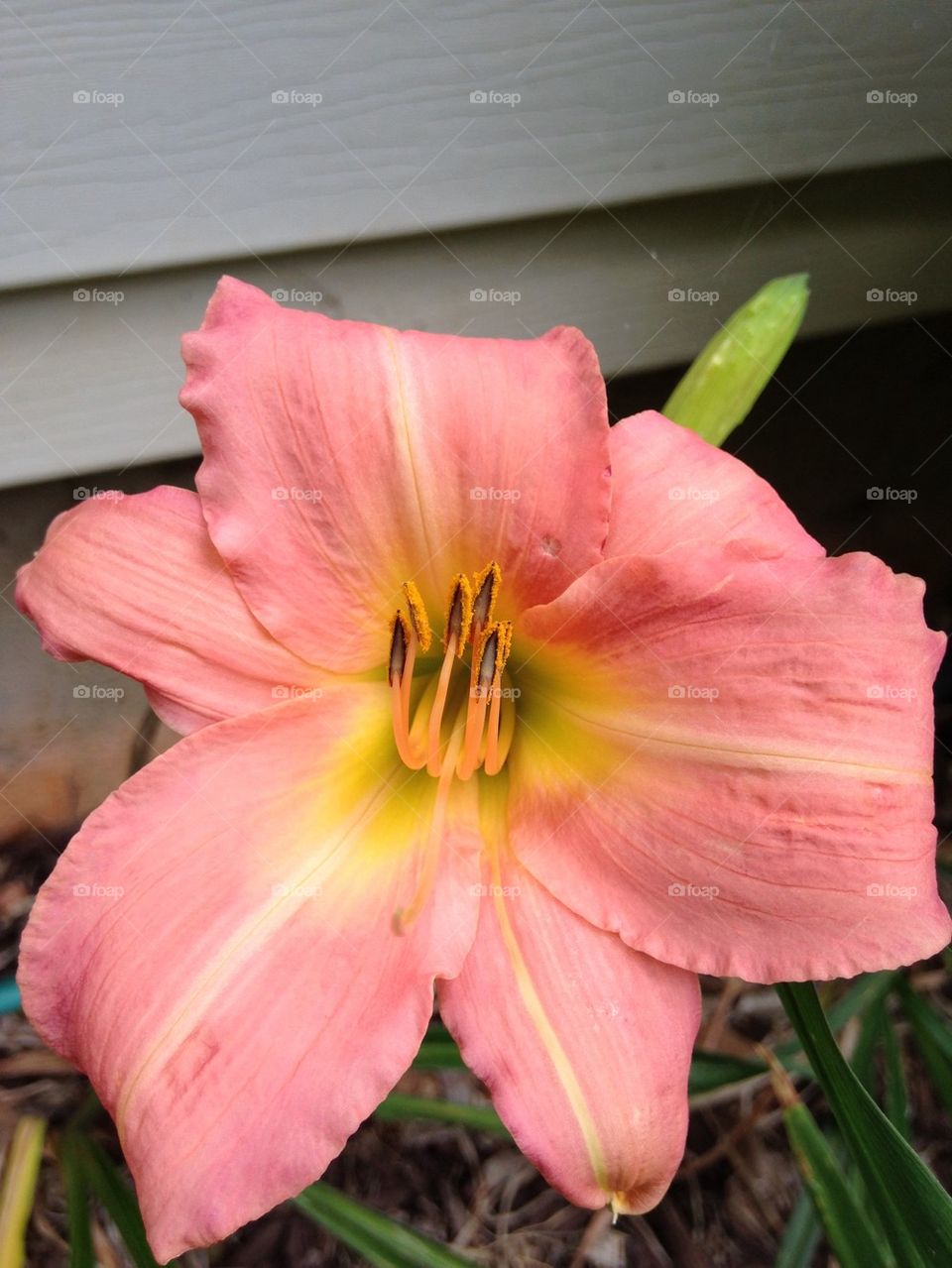 Daylily 