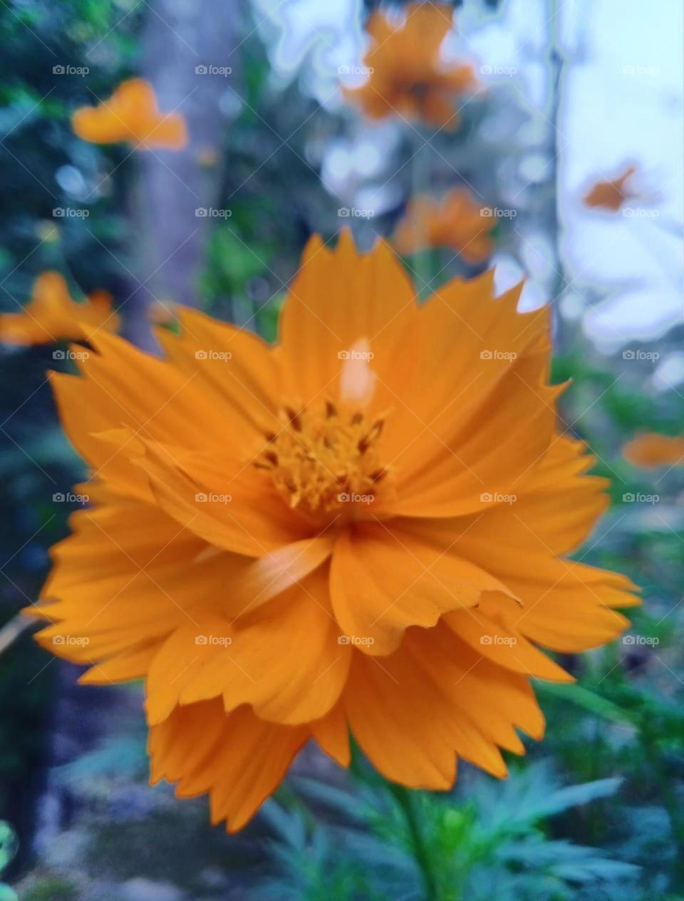 Marigold the smile of nature