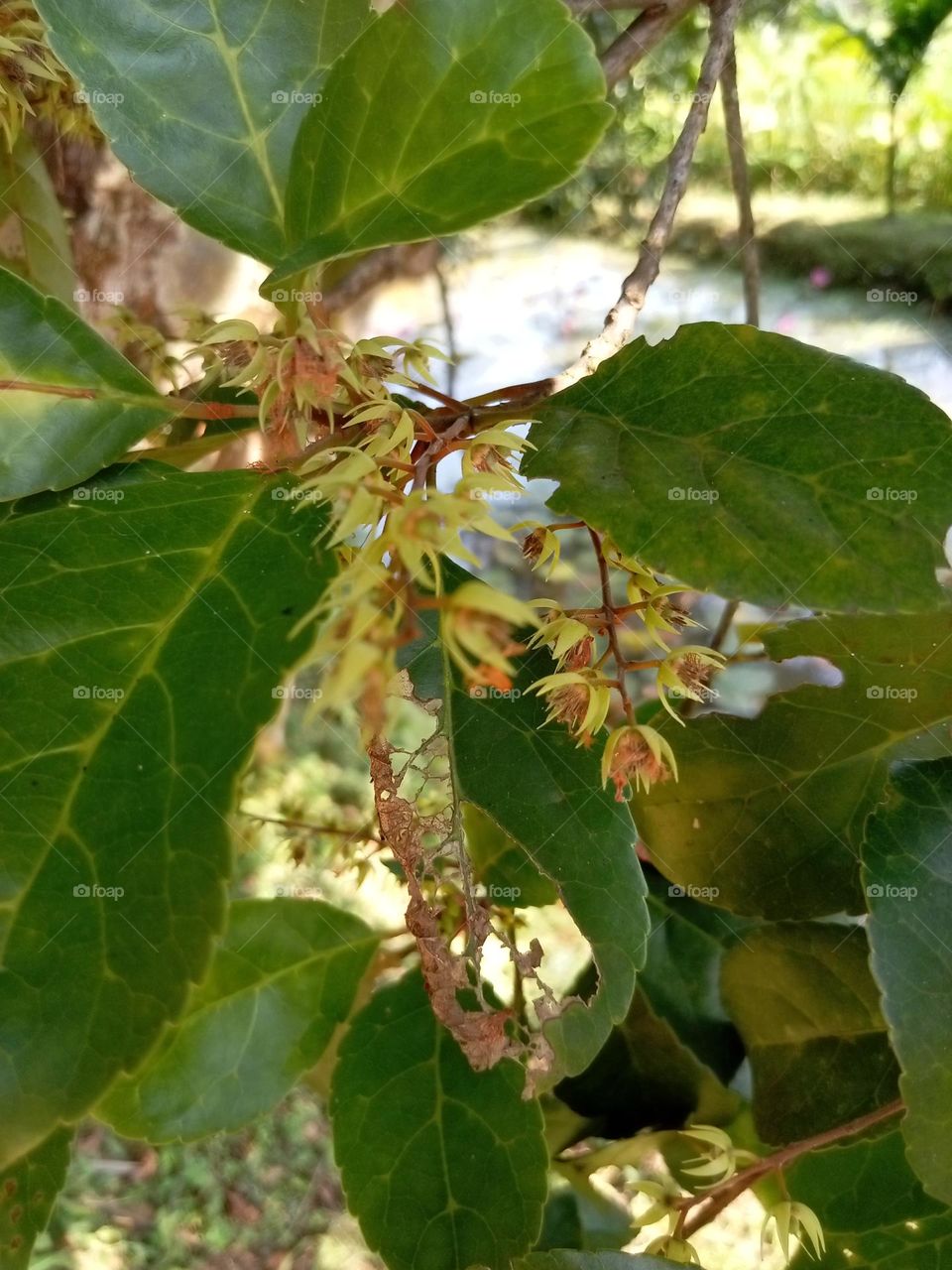Ceylon olive flowers