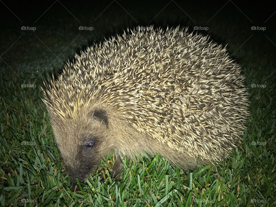Hedge Igel 