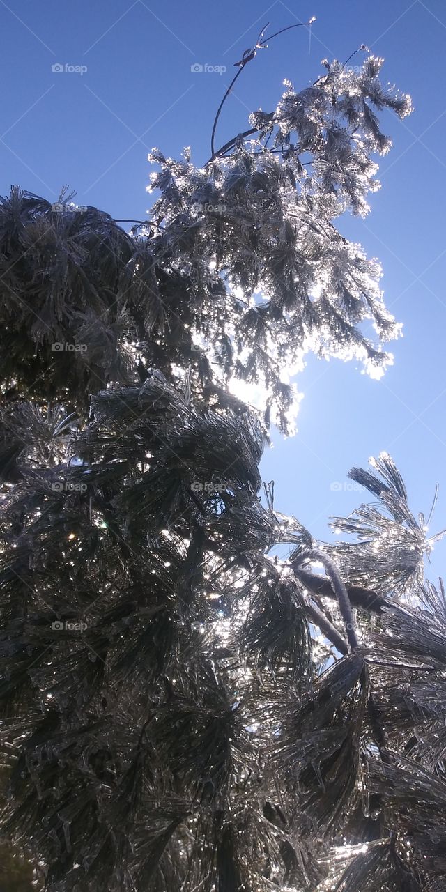 frozen pinetree