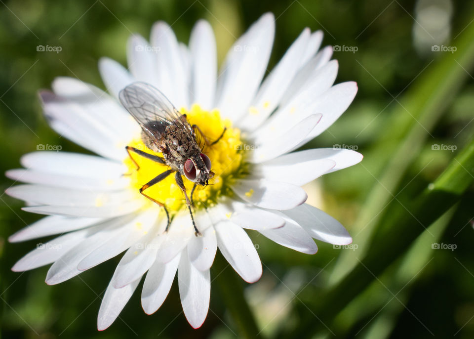 Daisy fly