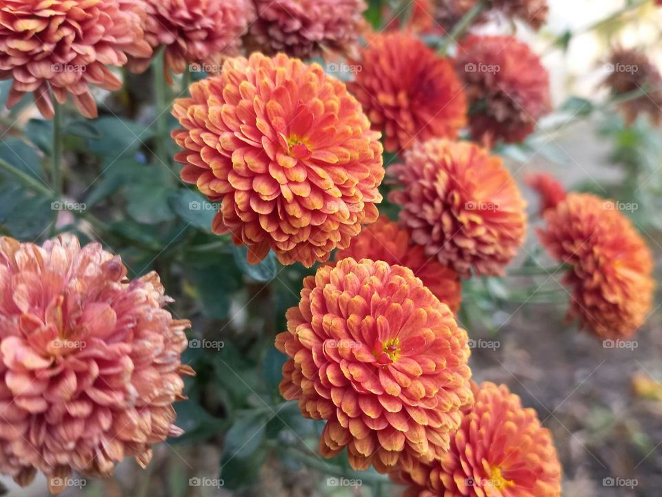 autumn chrysanthemum flowers.