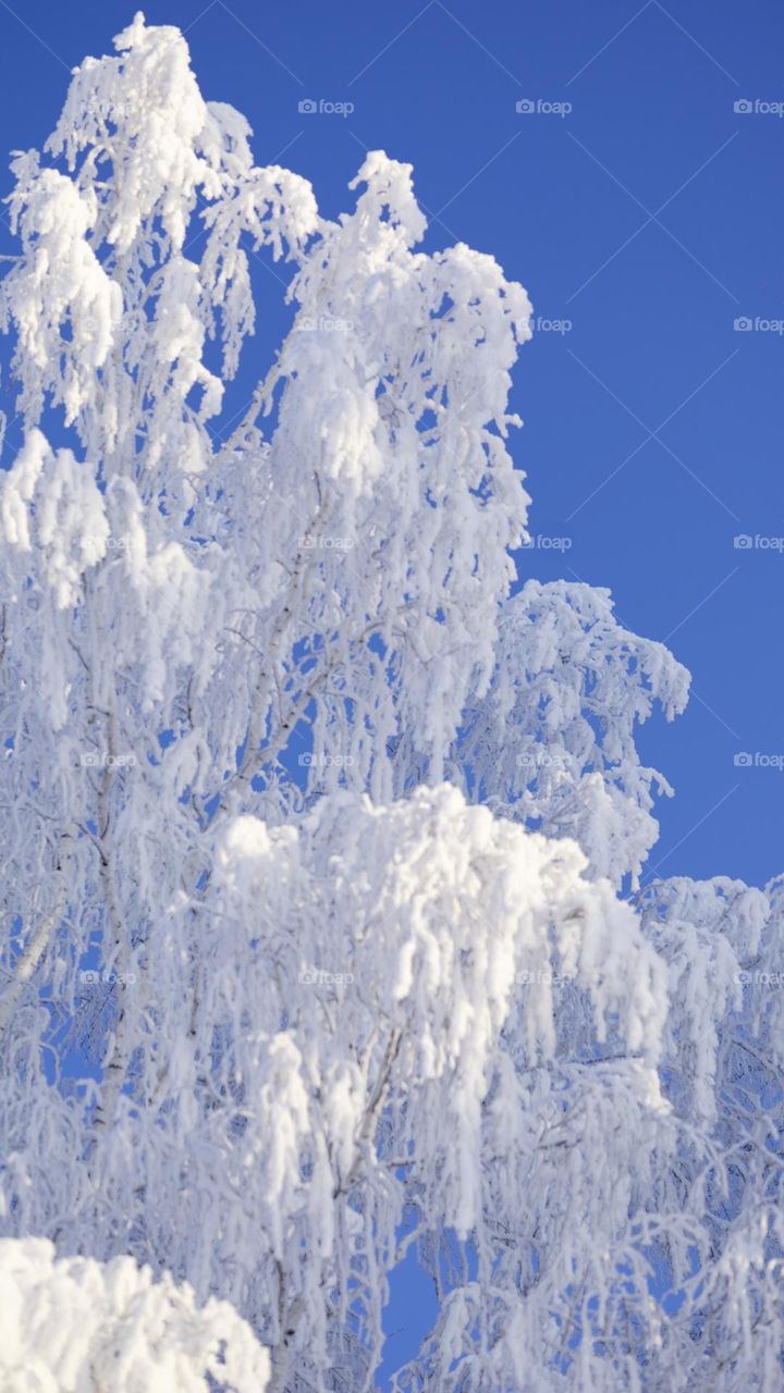 Birch branches in white frost, snow-covered branches against the Blue sky.