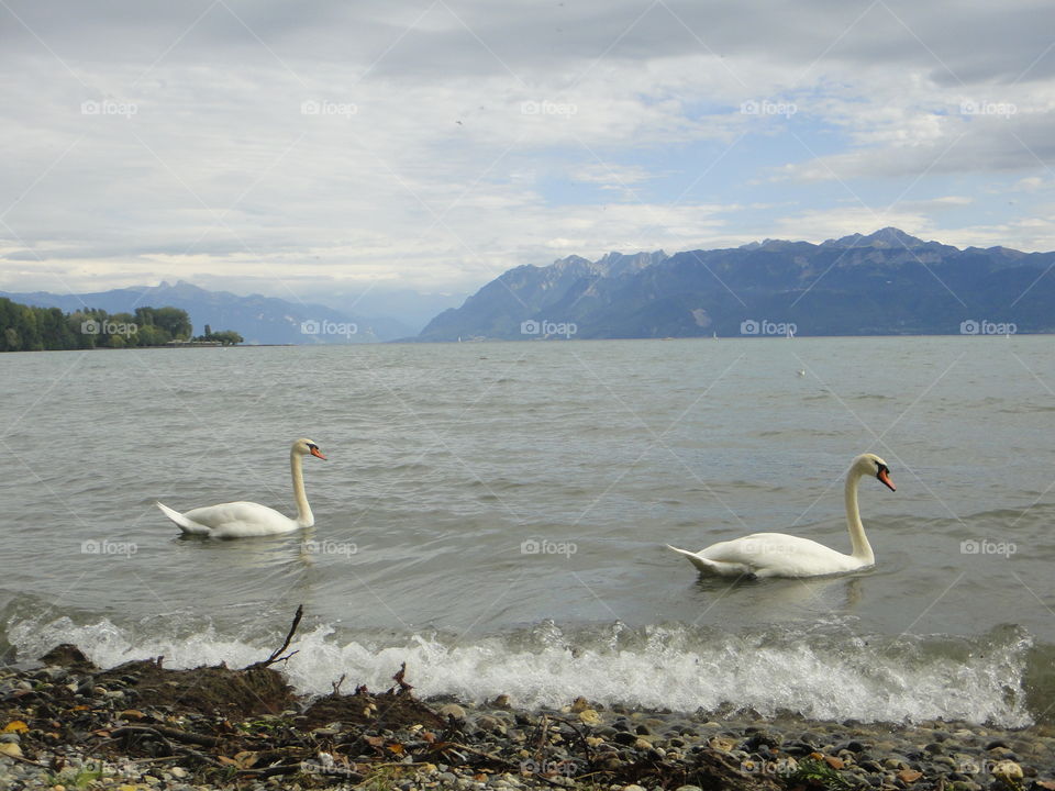 Swans