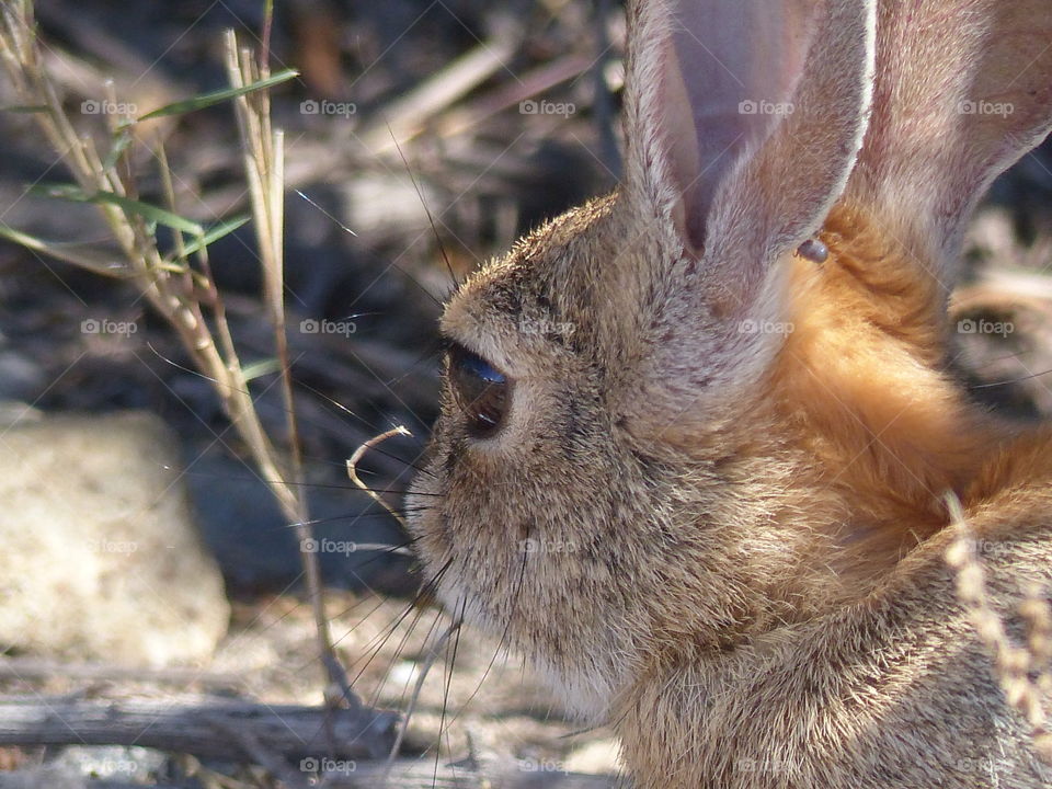 Bunny ears