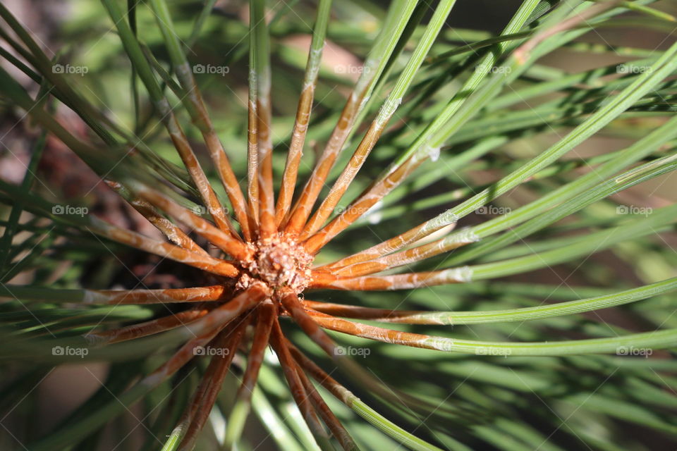 Marco shot of pine tree