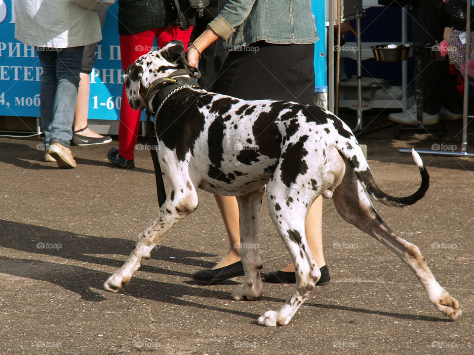 A dog on a leash