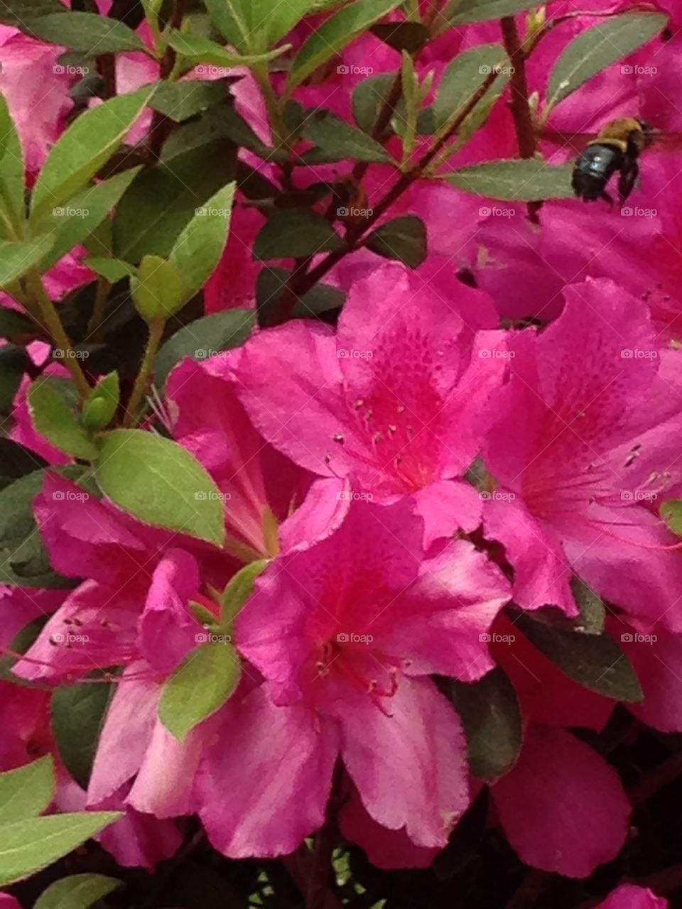 Azaleas