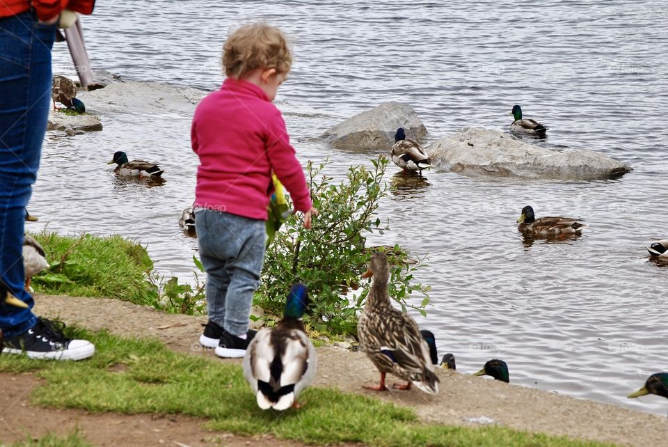 Child feeding ducks