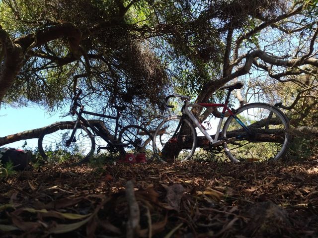 bike and shadow of trees
