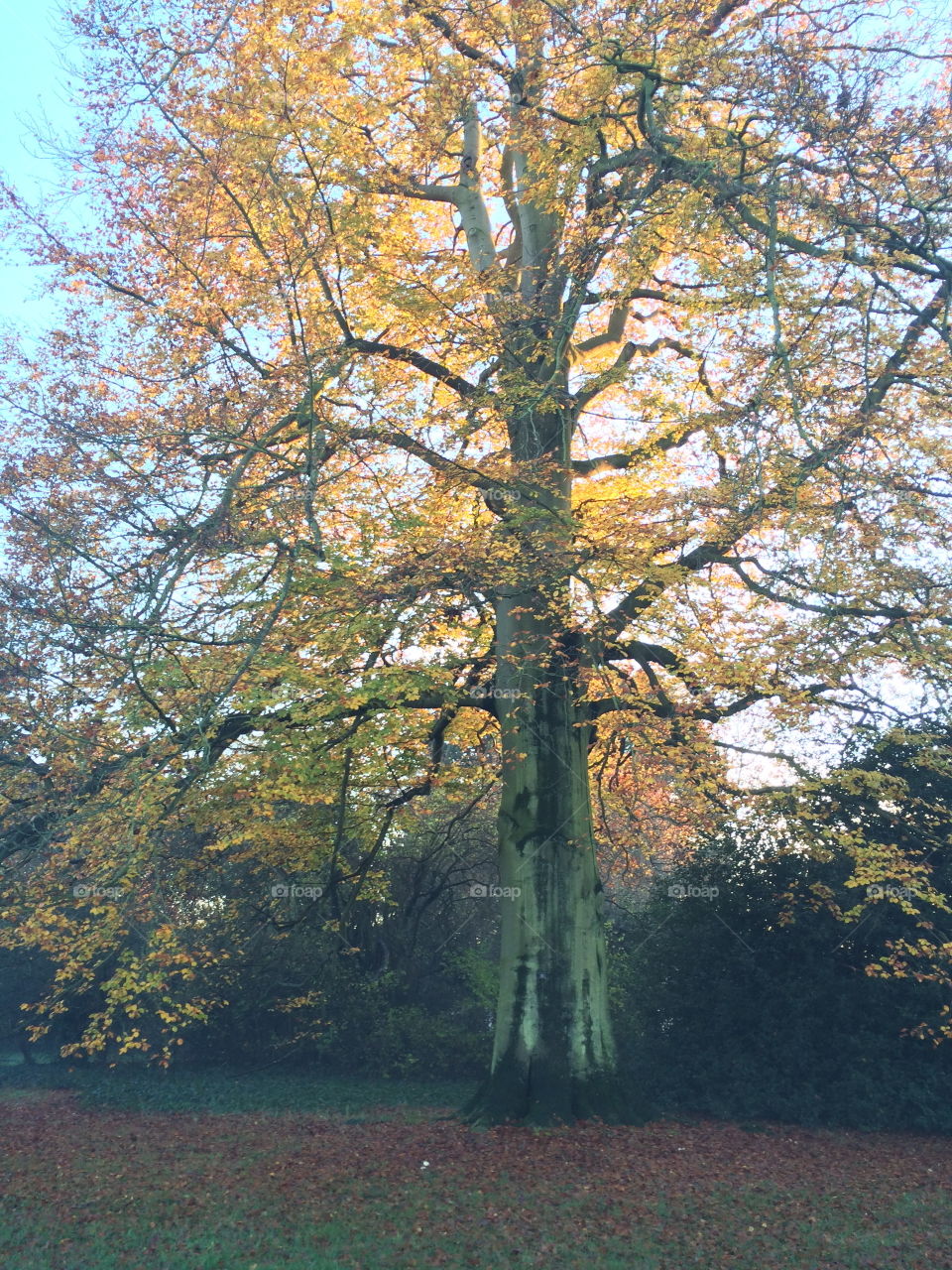 Glowing tree